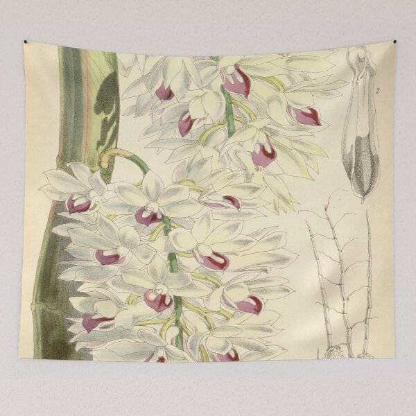 Item preview, Dendrobium amethystoglossum designed and sold by EsotericBotanic.