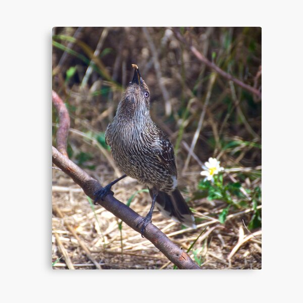 Item preview, HONEYEATER ~ Little Wattlebird KnB4cXyr by David Irwin designed and sold by tasmanianartist.