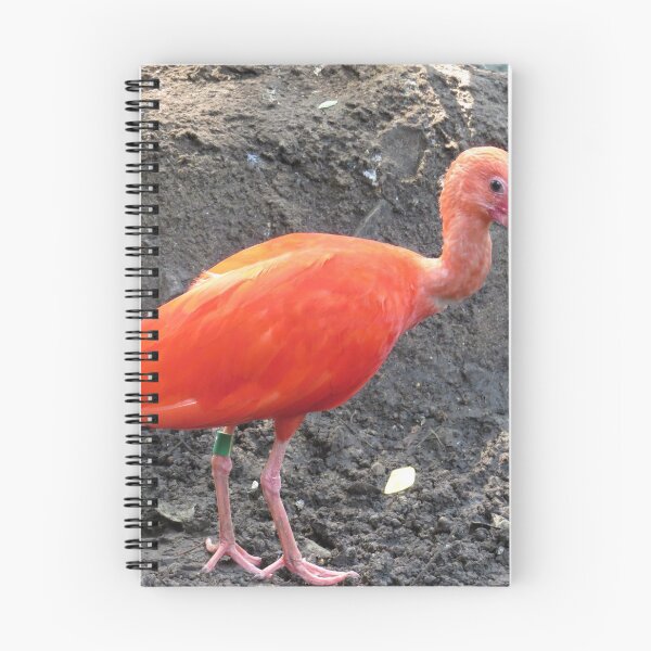 Item preview, Red Roseate Spoonbill Tropical Bird designed and sold by FlowersAndMore.