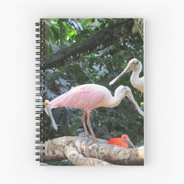 Item preview, Pink Roseate Spoonbill Tropical Birds designed and sold by FlowersAndMore.