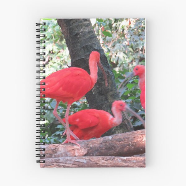 Item preview, Red Roseate Spoonbill tropical Birds designed and sold by FlowersAndMore.