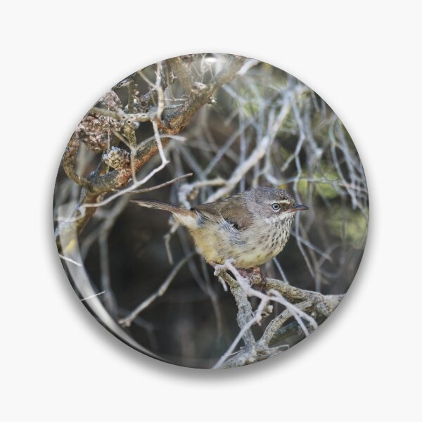 Item preview, Male White-browed scrubwren of the race maculatus   designed and sold by hendrikspix.
