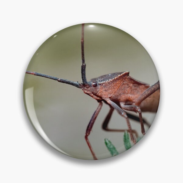 Item preview, Beautiful dock bug on plant macro photo designed and sold by hendrikspix.