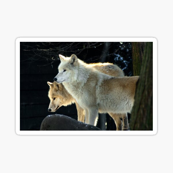 Two young wolves Sticker