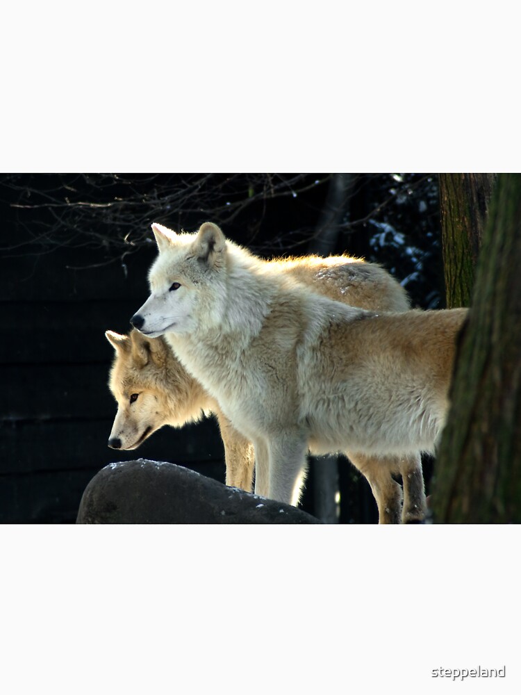 Two young wolves by steppeland