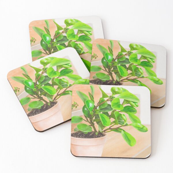 Item preview, Lemon Lime Peperomia in Terracotta Pot designed and sold by TheLush.