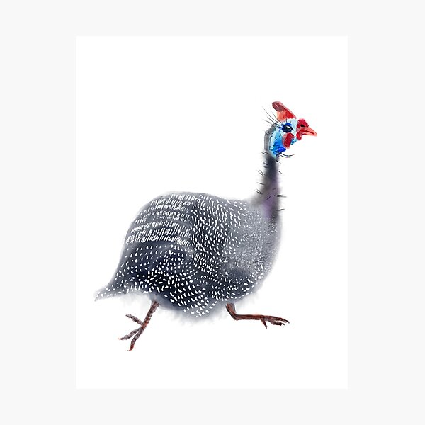Guinea fowl 4 Photographic Print