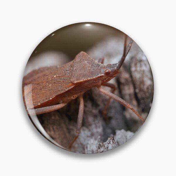 Item preview, Dock bug on a log macro photo designed and sold by hendrikspix.