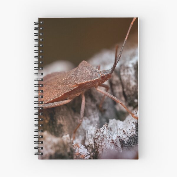 Item preview, Dock bug on a log macro photo designed and sold by hendrikspix.