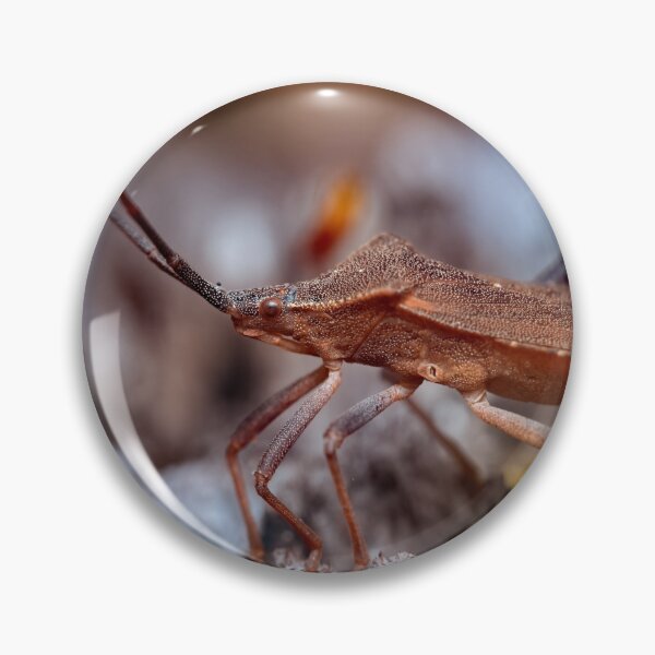 Item preview, Dock bug on a log macro photo designed and sold by hendrikspix.