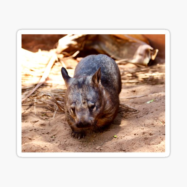 Hairy nose wombat Sticker