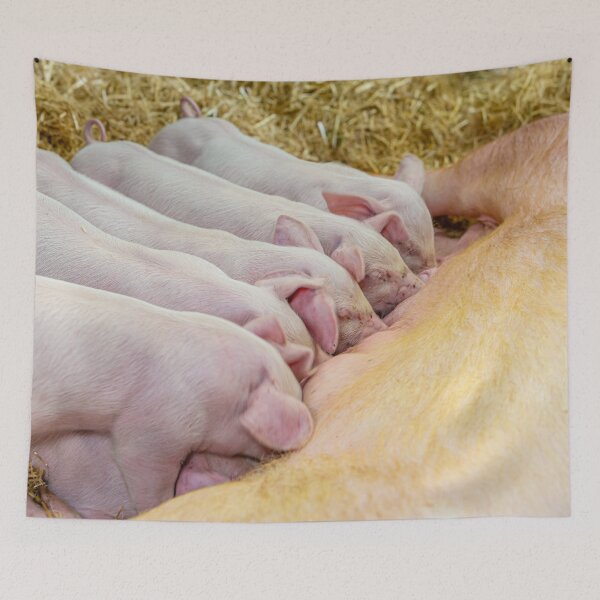 Item preview, Pigletts feeding designed and sold by Dalyndigital Photography.
