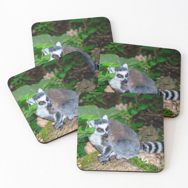 Item preview, Young Ring-tailed Lemur in woodland designed and sold by Dalyndigital Photography.