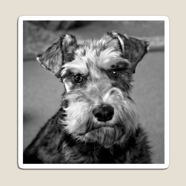 Flo in Black and White Magnet