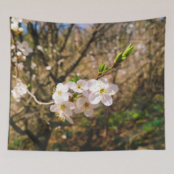 Item preview, Cherry tree in blossom, natural background, yearly spring  designed and sold by helenkaiy.