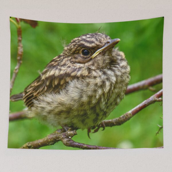 Item preview, Watchful young bird thrush designed and sold by yarvin13.
