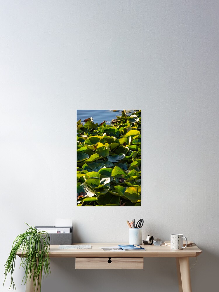 Thumbnail 2 von 3, Poster, Lilien designt und verkauft von TCPhotoStore.