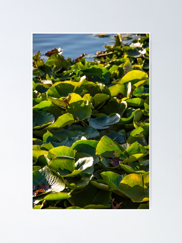 Thumbnail 1 von 3, Poster, Lilien designt und verkauft von TCPhotoStore.