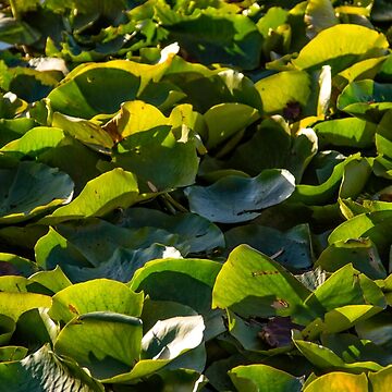 Artwork thumbnail, Lilies by TCPhotoStore