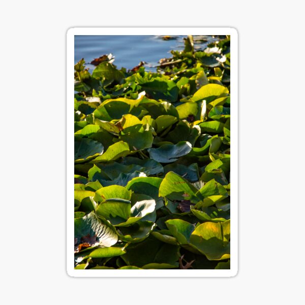 Item preview, Lilies designed and sold by TCPhotoStore.