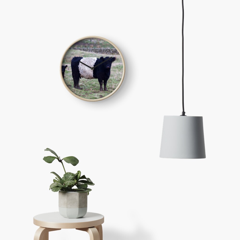 Belted Galloway Cow and Calf Clock