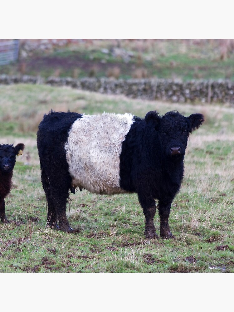 Belted Galloway Cow and Calf by derekbeattie