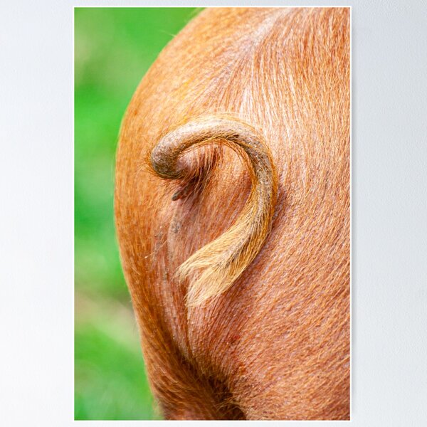 Item preview, Piggywigs tail designed and sold by Dalyndigital Photography.