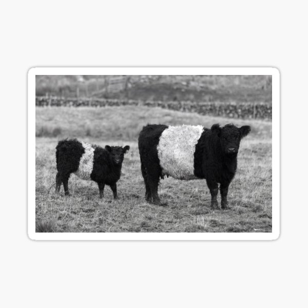 Item preview, Belted Galloway Cow and Calf designed and sold by derekbeattie.