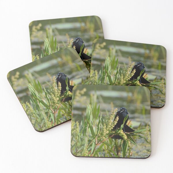 Item preview, BlackBird designed and sold by Drgnfly4free.