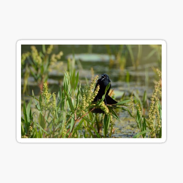 Item preview, BlackBird designed and sold by Drgnfly4free.