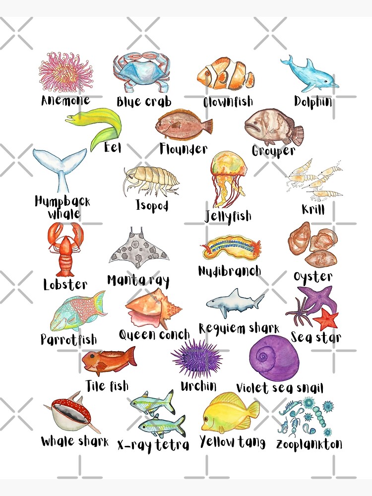 A to Z Sea Life Ocean Animals Alphabet ABC