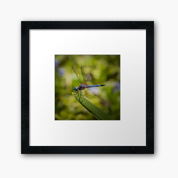 Blue Dragonfly in a Sea of Green Framed Art Print