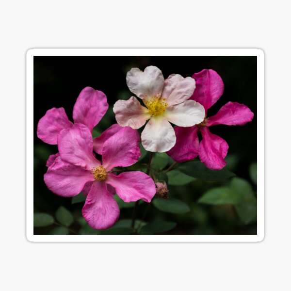 Pink Wild Roses Sticker
