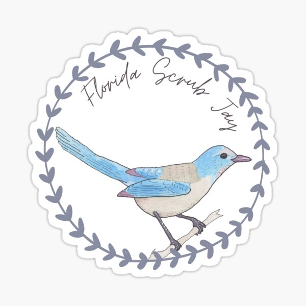 Item preview, Florida Scrub Jay bird species Art illustration designed and sold by TheWaterBirds.