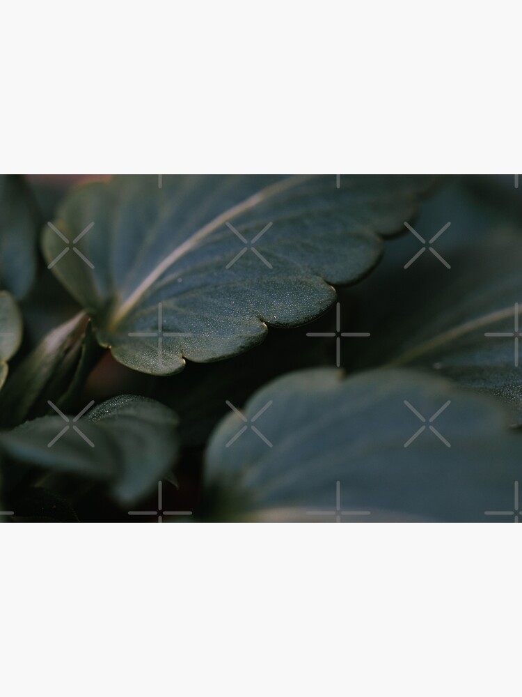 Thick Leaf by didssph-prints