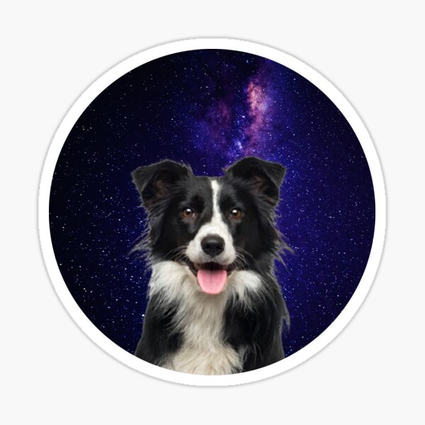 4in1 Border Collie Vinyl Sticker Border Collie Window Decal Funny Face  Waterproof Tractor Toys For Faces Skateboard Office Stickers - Temu