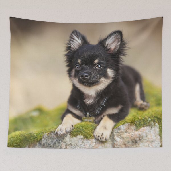 Item preview, Chihuahua designed and sold by Kiraslife.