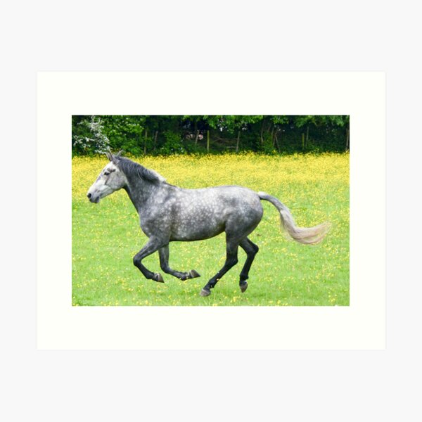 Dapple Grey Horses Art Prints for Sale