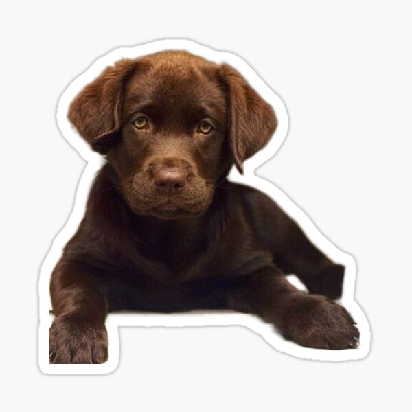 Chocolate Lab in a Yeti Cooler  Sticker for Sale by Cactus0