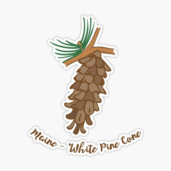 Maine White Pine Cone and Tassel the State Flower