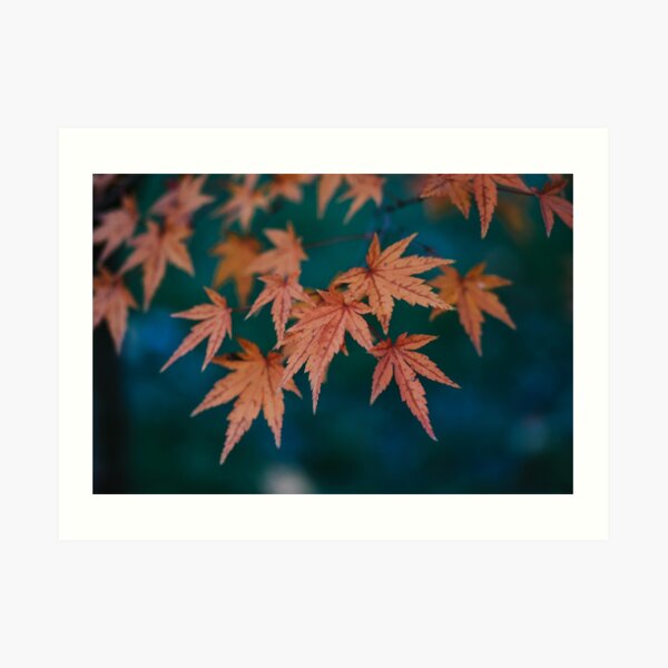 Contrasts Art Print