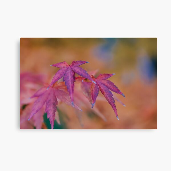Warm November Canvas Print