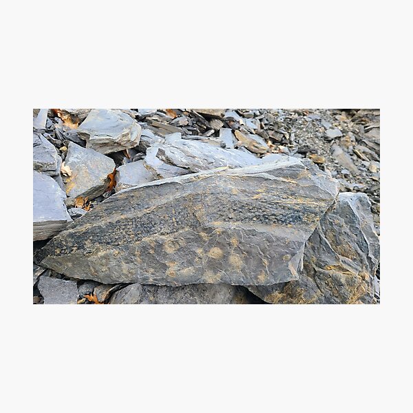 Item preview, Fossil Nerd - Carboniferous designed and sold by Totallyalive.