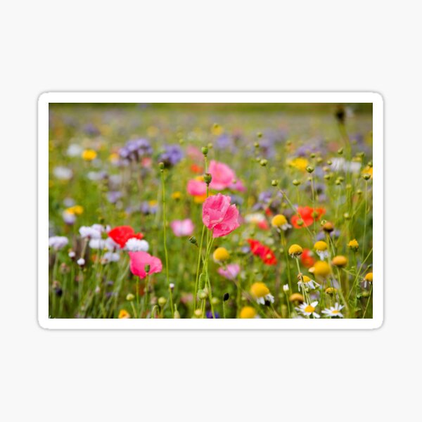 Wild flowers Sticker