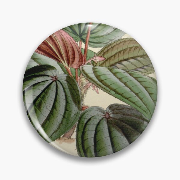 Item preview, Bertolonia maculata 76 4551 designed and sold by EsotericBotanic.