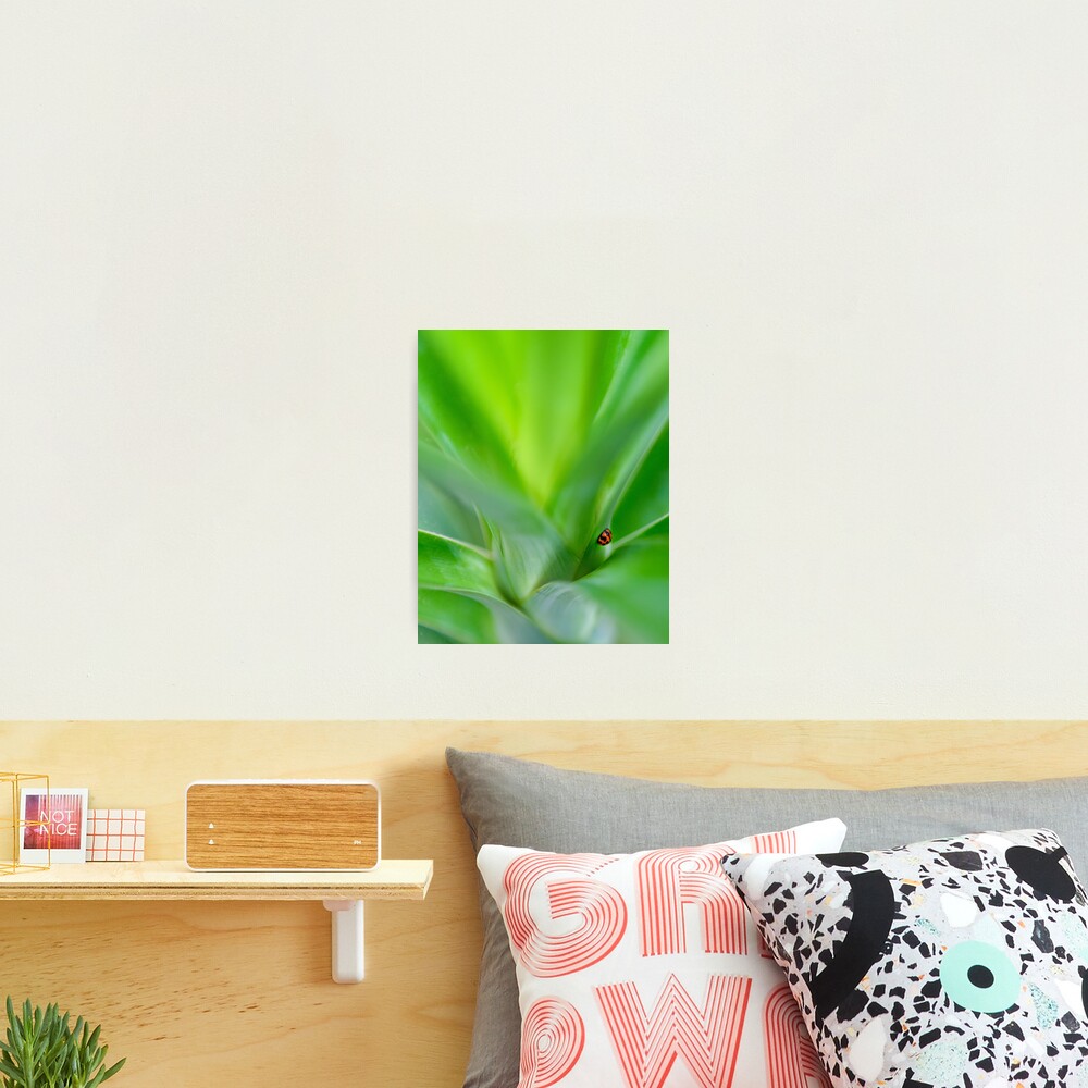 Lady Beetle Photographic Print