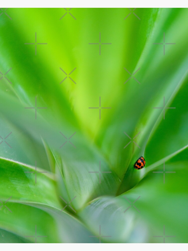 Thumbnail 3 of 3, Photographic Print, Lady Beetle designed and sold by AdrianAlford.