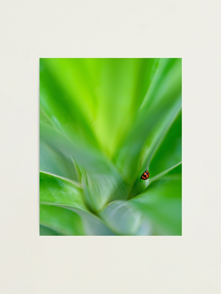 Thumbnail 2 of 3, Photographic Print, Lady Beetle designed and sold by AdrianAlford.
