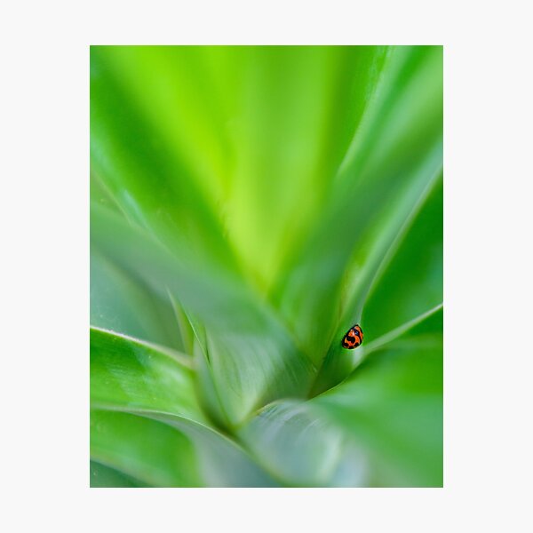 Photographic Print