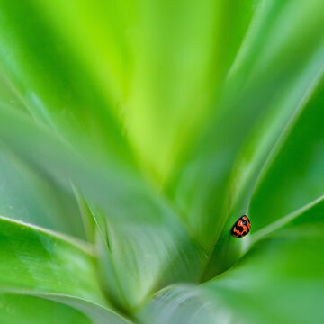 Artwork thumbnail, Lady Beetle by Adrian Alford Photography